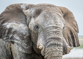 close-up-of-an-elephant-bull-H3N6XWG.jpg
