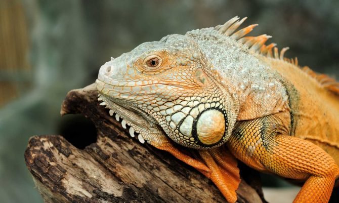 iguana-PU72TXM.jpg