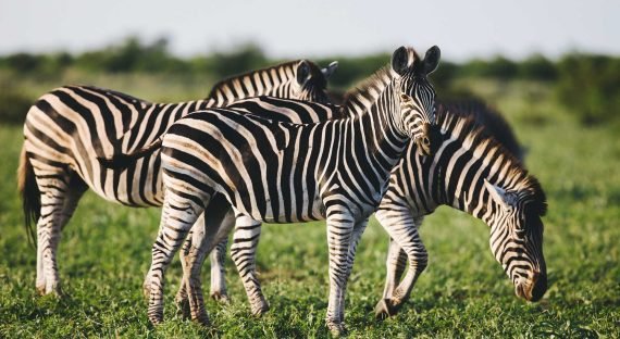 three-common-zebras-foraging-on-savanna-Z45GP7M.jpg