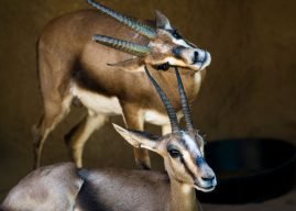 two-wild-gazelles-PWTD2HU.jpg